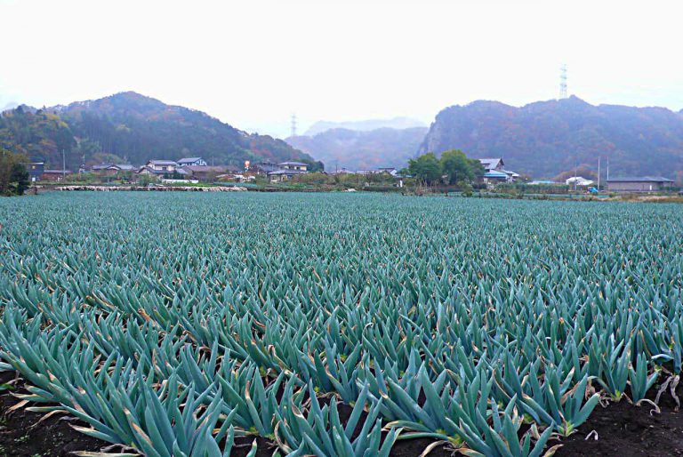 下仁田町馬山の下仁田ねぎ畑